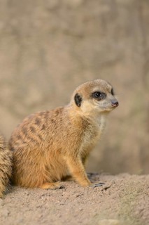 Close-up of a group of meerkat or suricate (Suricata suricatta) in spring