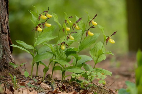 Close-up of lady's-slipper orchid (Cypripedium calceolus) blossoms in a forest in spring, Upper