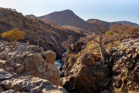 African Baobab (Adansonia digitata) at Kunene Fl, in the evening light, Epupa Falls, Kunene,