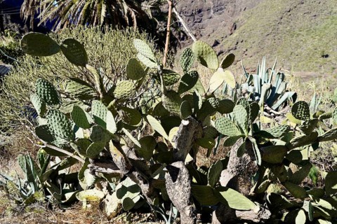 Mountain village Masca, Masca Gorge, Montana Teno Mountains, Tenerife, Canary Islands, Spain,