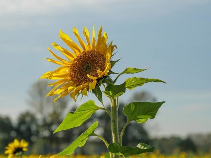 A single sunflower stands out against a blue sky, yellow sunflower field in front of a forest and