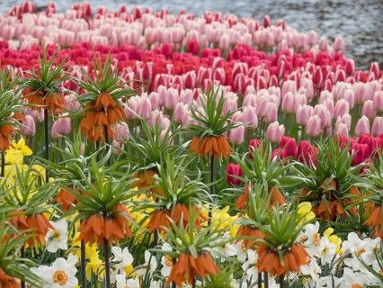 Colourful tulips and imperial crown in different colours in a garden in front of a pond in spring,