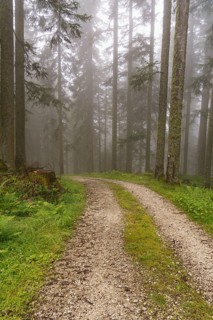 A winding gravel path leads through a misty forest with green vegetation, hiking trail in the
