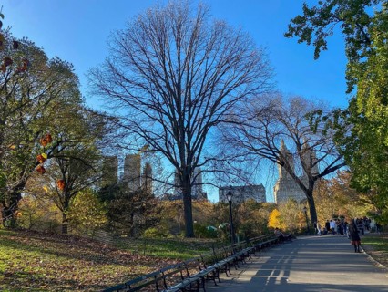 A sunny autumn day in central park with bare trees and walkers on a path, the skyline of new york