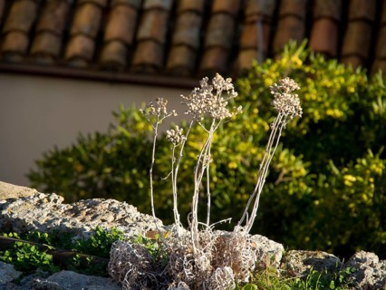 Close-up of dry plants on a stone wall under sunlight, the old town of Dubrovnik with historic