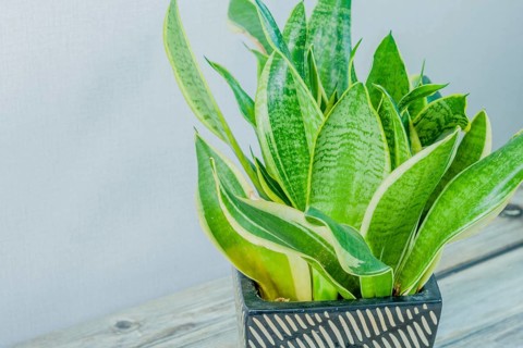 Dracaena trifasciata, AKA snake plant or mother-in-law's tongue, in black and white vase on wooden