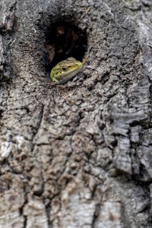Sand lizard (Lacerta agilis) looking out of a knothole, Dalmatia, Croatia, Europe