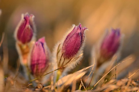 A group of Pulsatilla (Pulsatilla vulgaris) blooms in the grassland on a evening in early spring,