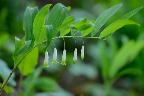 Blossoms of a Solomon's seal (Polygonatum multiflorum)
