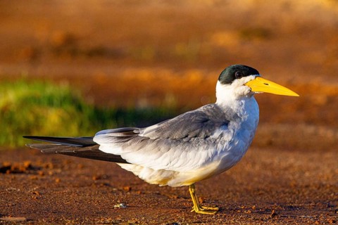 Large-billed Tern (Phaetusa simplex) Pantanal Brazil
