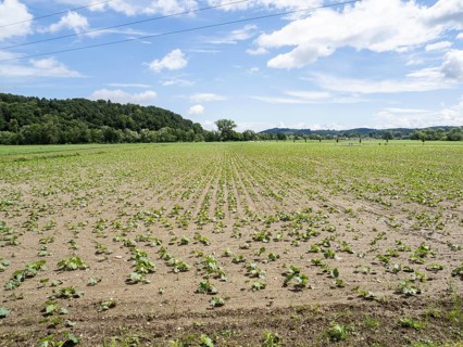 Pumpkin field at the edge of the forest, near Heimschuh, Styria, Austria, Europe