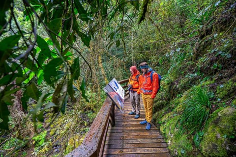 Young and older man reading information signs, on wooden path in dense forest, Graskop Gorge or
