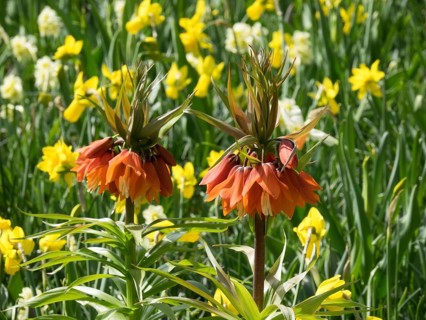 Two orange flowers surrounded by yellow daffodils in a garden, many colourful, blooming tulips in
