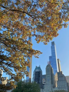 Close-up of autumn leaves in central park with view of skyscrapers behind, the skyline of new york