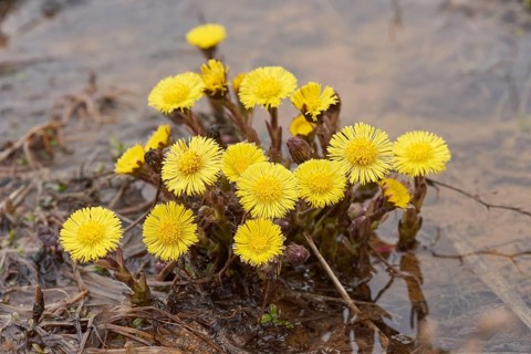 Close-up of coltsfoot (Tussilago farfara) blooming in a sandpit in spring, Bavaria, Germany, Europe