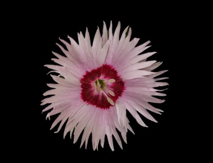 Flower of a fragrant garden carnation (Dianthus), Leimbach, Thurgau, Switzerland, Europe