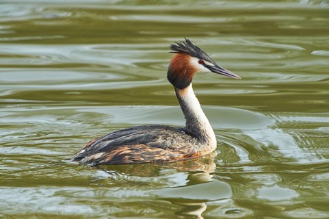 Close-up of a swimming great crested grebe (Podiceps cristatus) in spring