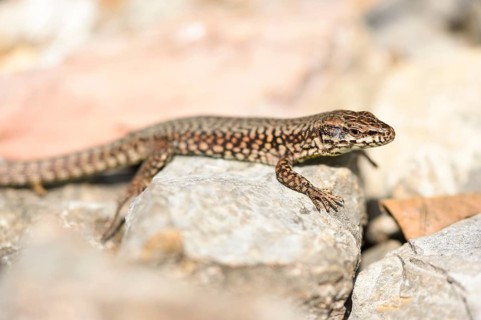 Close-up of a common wall lizard (Podarcis muralis) in autumn, Italy, Europe