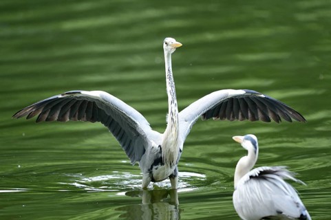 Close-up of a grey heron (Ardea cinerea) at the water stain in spring