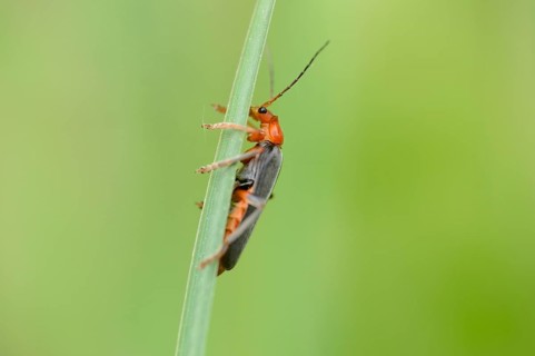 Close-up of a Soldier beetle (Cantharis fusca) on a grass stalk in a meadow