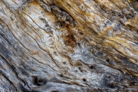 Detail trunk olive tree, island Pag, Zadar, Dalmatia, Croatia, Europe