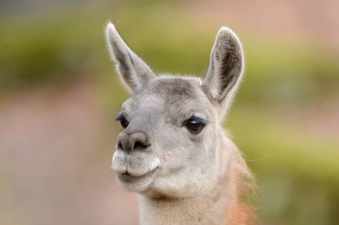 Portrait of a Guanaco (Lama guanicoe)