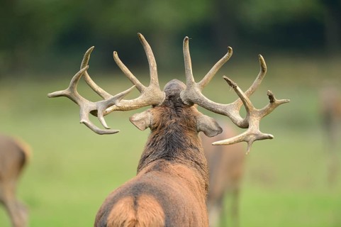 Close up of Red deer (Cervus elaphus) antlers