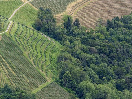Hilly landscape, vineyards, view from the Demmerkogel lookout point, St. Andrae-Hoech, Sausal wine