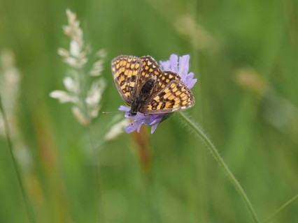 Queen of Spain fritillary (Issoria lathonia) in a meadow clover, near St. Andrae-Hoech, Sausal,