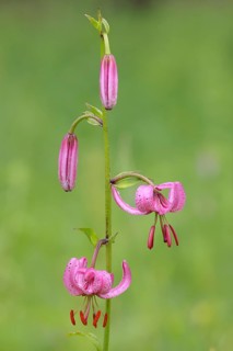 Martagon lily (Lilium martagon) in a forest in spring, lily family, medicinal plant, macro, nature