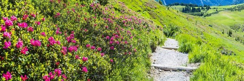 Alpine rose blossom, panorama of the Fellhorn, Allgaeu, Bavaria, Germany, Europe