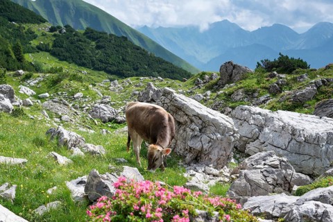 Young cattle, Allgaeu Brown Swiss, domestic cattle (Bos primigenius taurus), Koblat on the