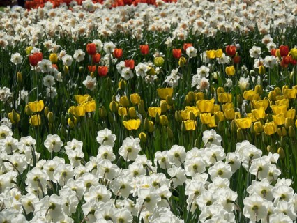 Flower bed with various Poet's Daffodil and tulips in white, yellow and orange, many colourful,