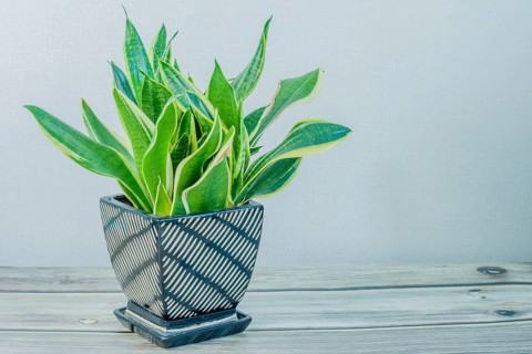 Dracaena trifasciata, AKA snake plant or mother-in-law's tongue, in black and white vase on wooden