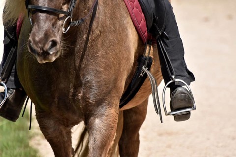 Close-up of rider's leg and stirrup during training of an Icelandic horse equipped with saddle, bit