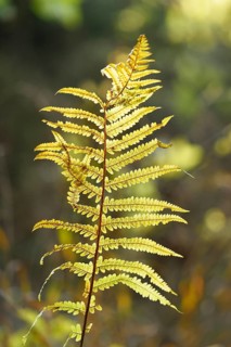 Close-up of a male fern (Dryopteris filix-mas) leaf in a forest in autmn