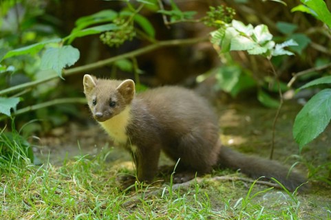Close-up of a European pine marten (Martes martes) youngster in a forest in early summer