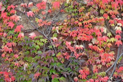 Wild Vine, Maiden Vine (Parthenocissus quinquefolia) with fruits and autumn leaves clinging to a