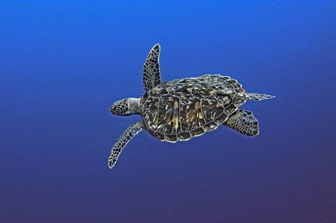 Green turtle, green turtle (Chelonia mydas), Wakatobi Dive Resort, Sulawesi, Indonesia, Asia