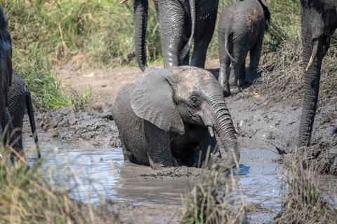 African elephant (Loxodonta africana), taking a mud bath, African savannah, Kruger National Park,