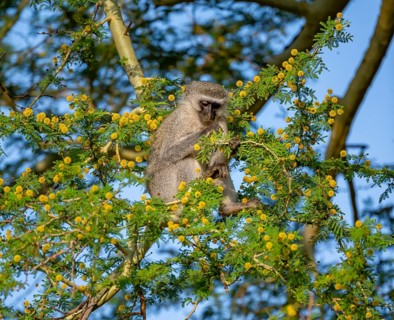 Southern vervet monkey (Chlorocebus pygerythrus) sitting in a flowering tree, eating yellow flowers