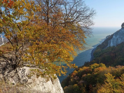 View of the steep coast in autumnal colours with a leafless tree in the foreground and the sea in