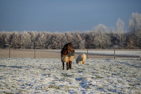 Two horses on a frozen meadow, surrounded by bare trees and a blue sky, hoarfrost on meadows and on