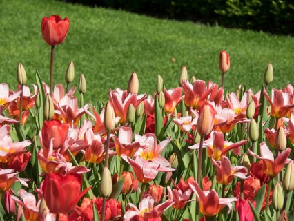 A field full of intense red and pink tulips, some still in bud, shining against a green background,