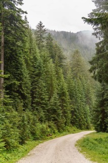 A gravel path winds through a dense forest, with misty mountains in the background, hiking trail in