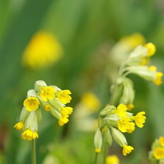 Common cowslip (Primula veris), flowering, spring, North Rhine-Westphalia, Germany, Europe