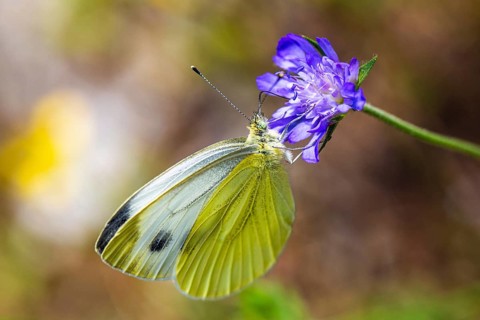 Large White, Pieris brassicae, butterfly on pink flower