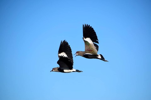 Two southern lapwings (Vanellus chilensis) in flight, Buenos Aires, Argentina, South America