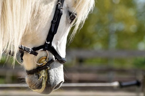 Detailed view of an Icelandic horse with head, mane, mop of hair and equipped with reins, bridle