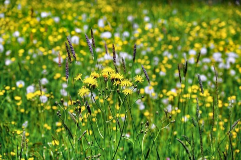 Rough hawksbeard (Crepis biennis) and ranunculus auricomus (Ranunculus auricomus agg.), Allgaeu,
